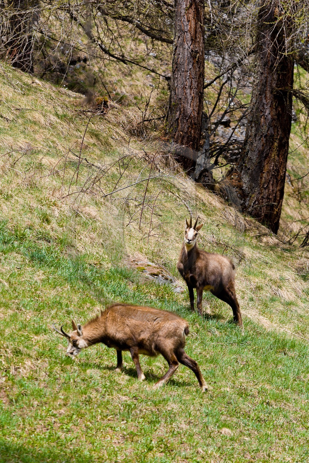 Chamois, Rupicapra rupicapra