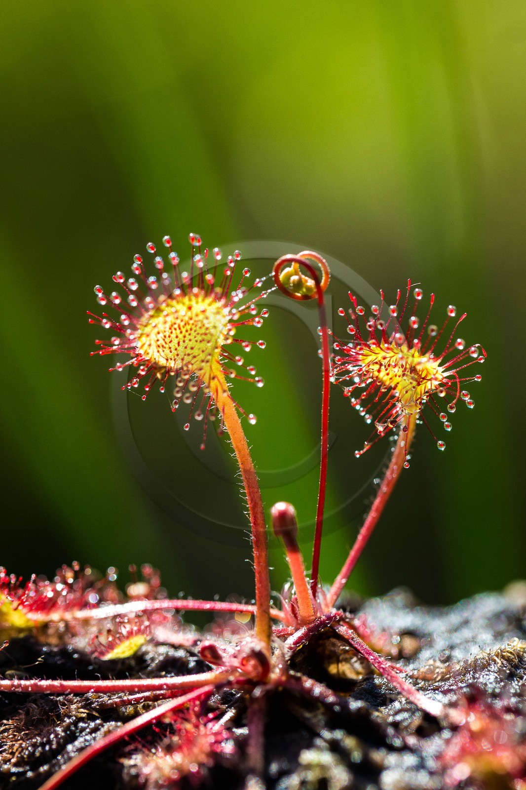 ENS de l'Isère, Tourbière des Planchettes, Rossolis à feuilles rondes (Drosera rotundifolia) ENS de l'Isère, Tourbière des Planchettes, Rossolis à feuilles rondes (Drosera rotundifolia)