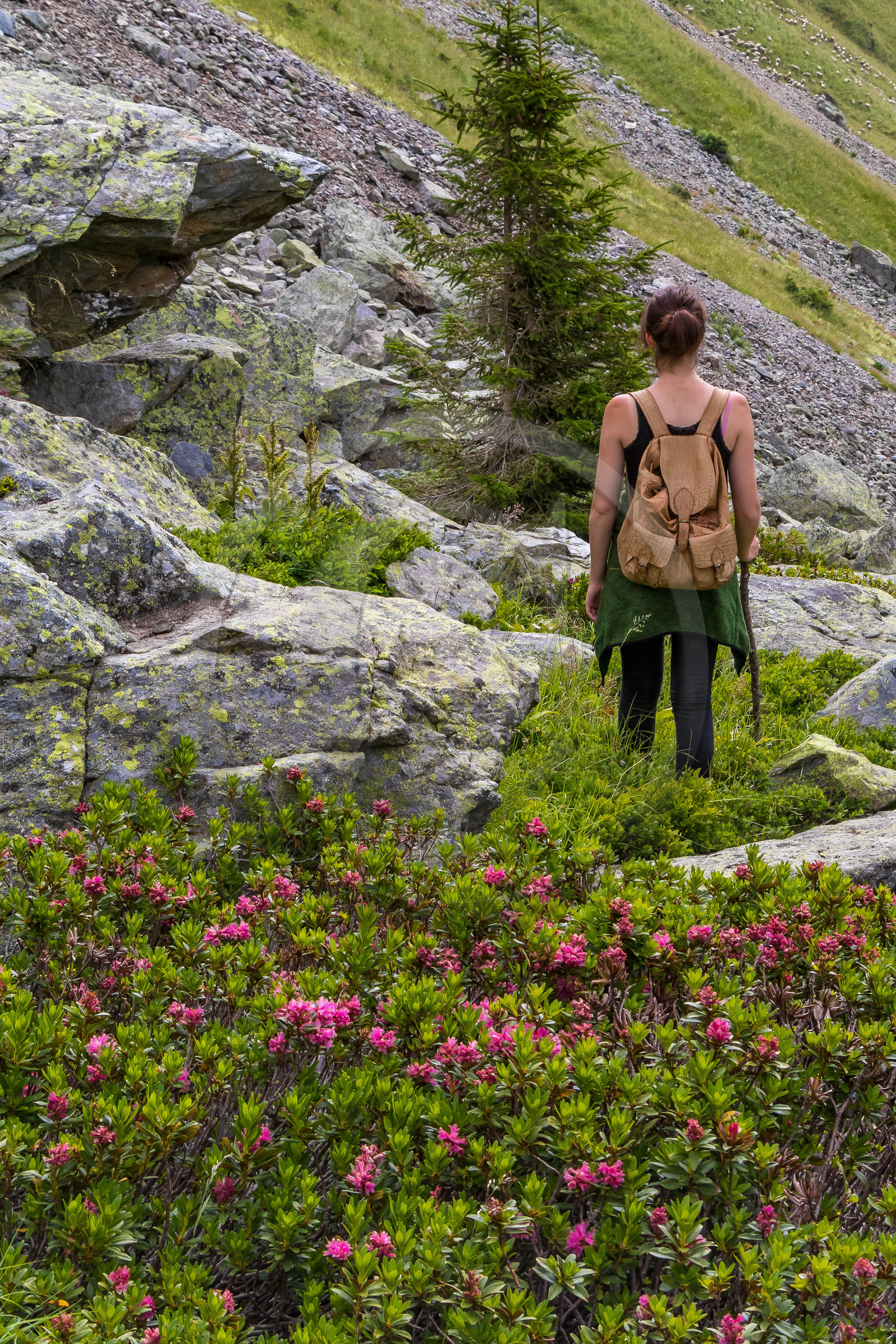 Randonnée pédestre Alpage de la combe des Plans