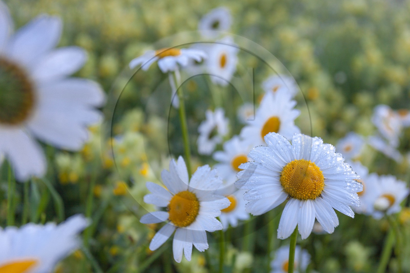 Marguerite commune, Leucanthemum vulgare
