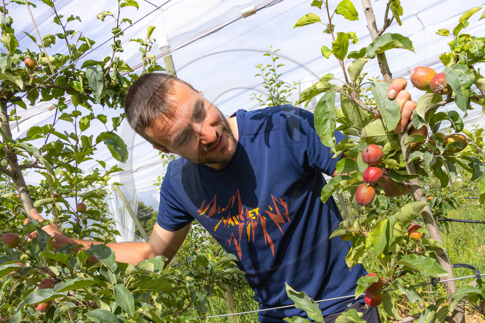 Melve, Gaec de la Maurelle, Adrien Megy Melve, Gaec de la Maurelle, Adrien Megy