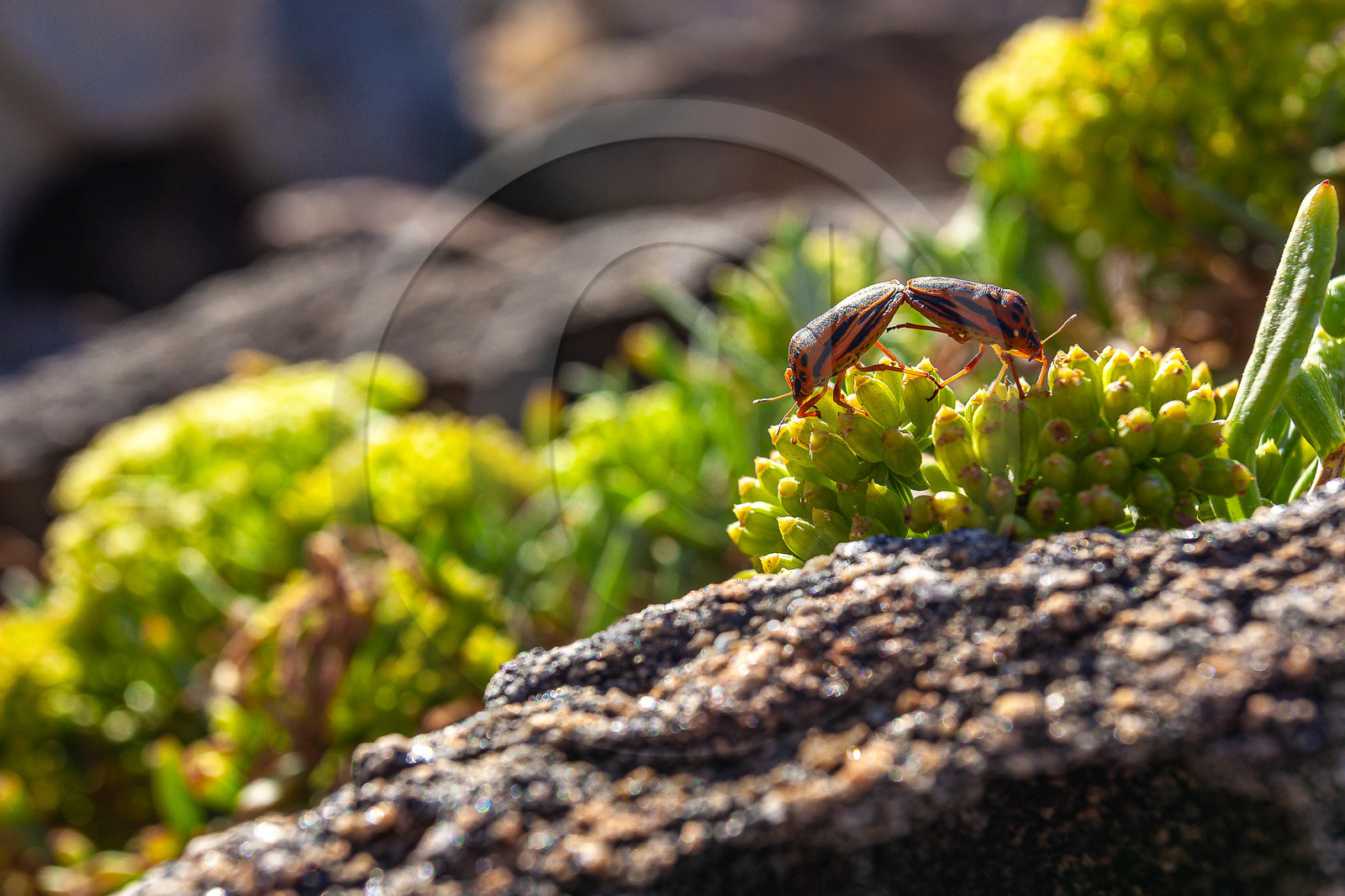 Belvédère-Campomoro, flore Belvédère-Campomoro, flore