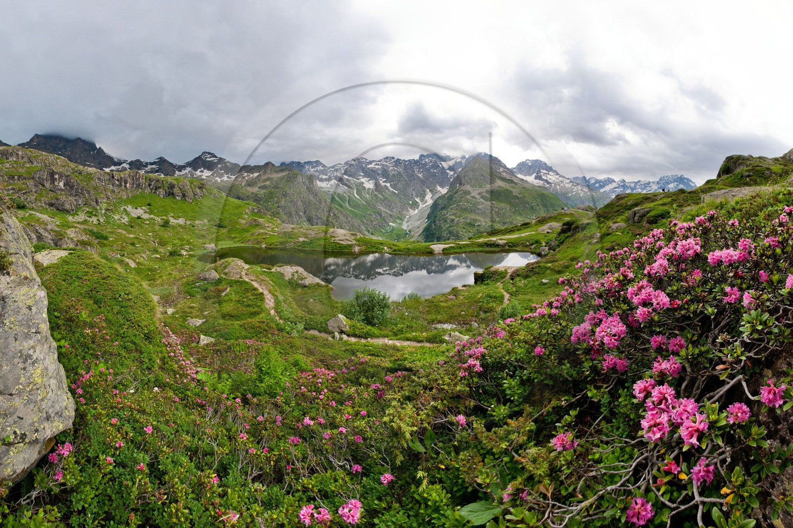 Lac du Lauzon et rhododendron frrugineux ( Rhododendron ferrugin Lac du Lauzon et rhododendron frrugineux ( Rhododendron ferrugin