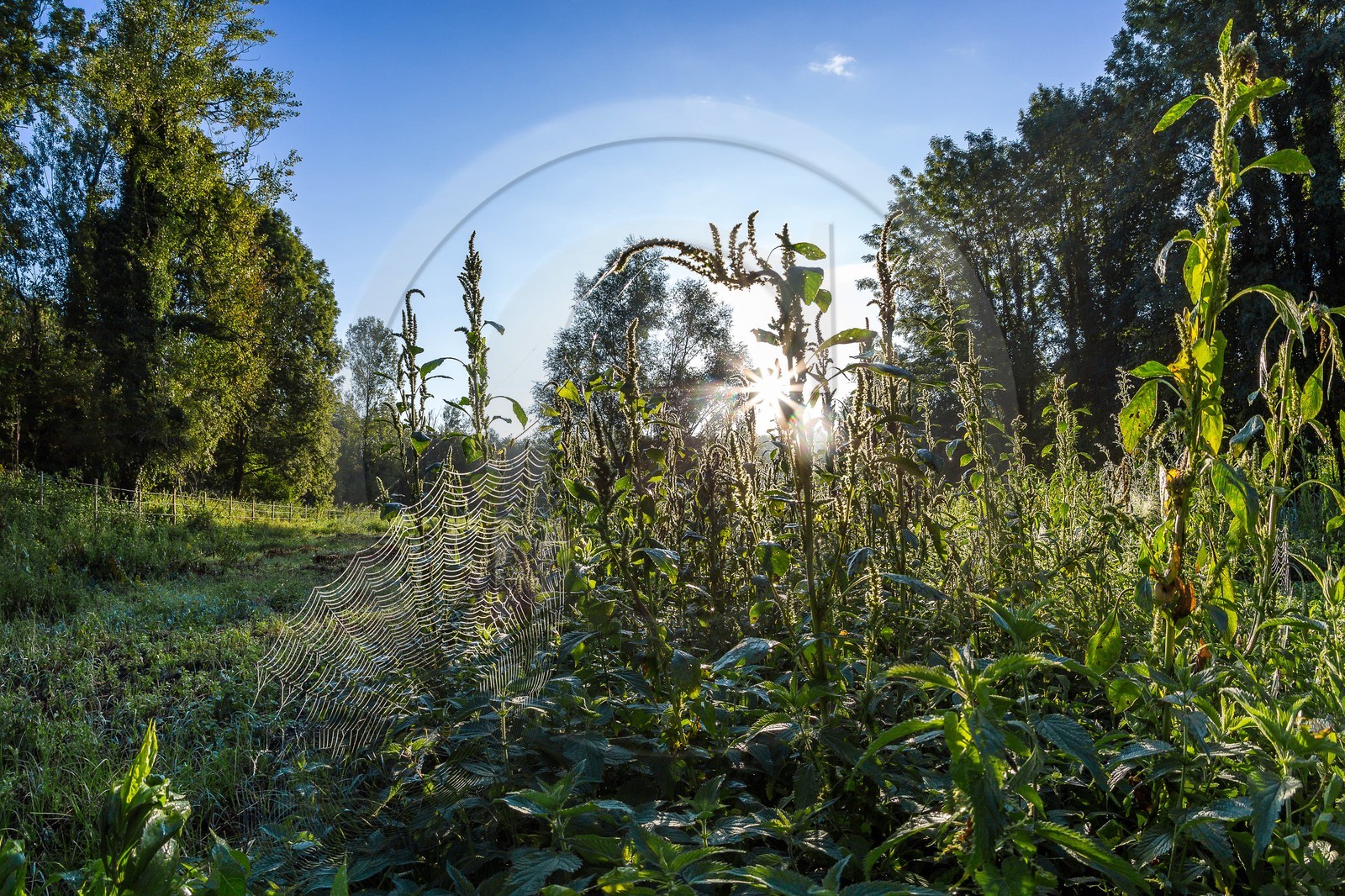 ENS de l'Isère, étang de Mai ENS de l'Isère, étang de Mai