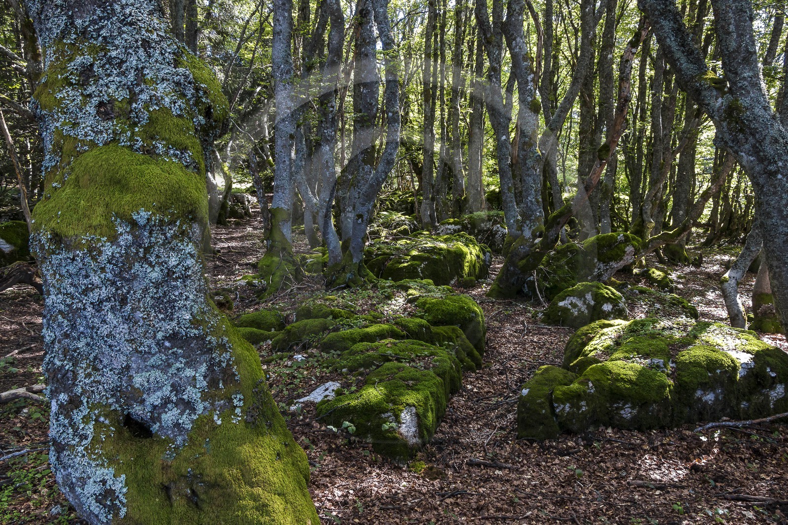ENS de l'Isère, Plateau de la Molière et du Sornin