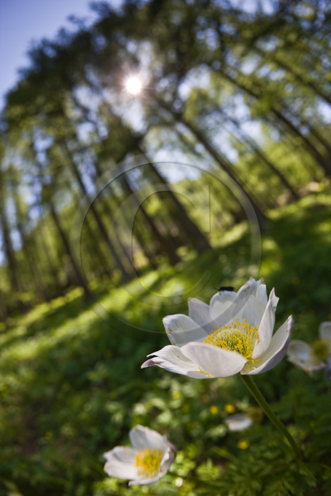 Anémone des Alpes, Pulsatilla alpina Anémone des Alpes, Pulsatilla alpina