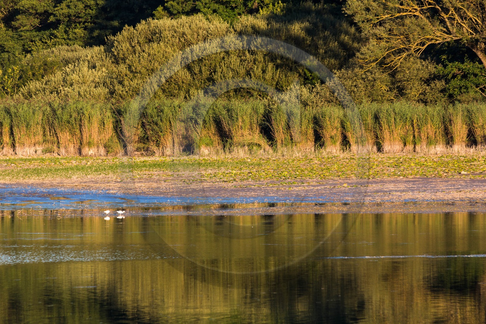 ENS de l'Isère, étang de Montjoux ENS de l'Isère, étang de Montjoux