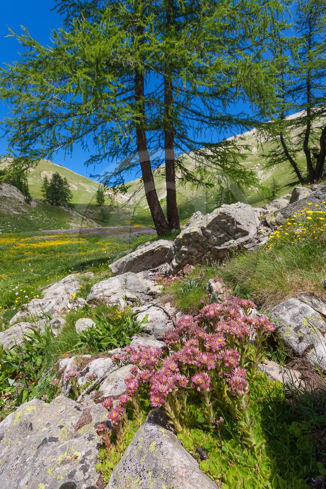 Joubarbe de montagne, Sempervivum montanum