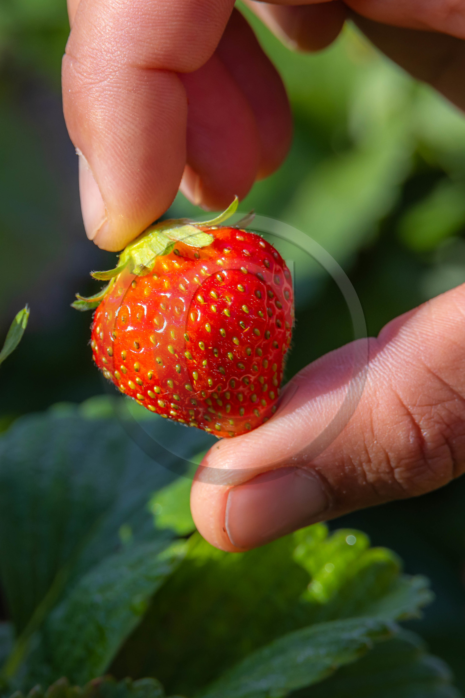 Ecrins de fruits, producteur de fruits rouges