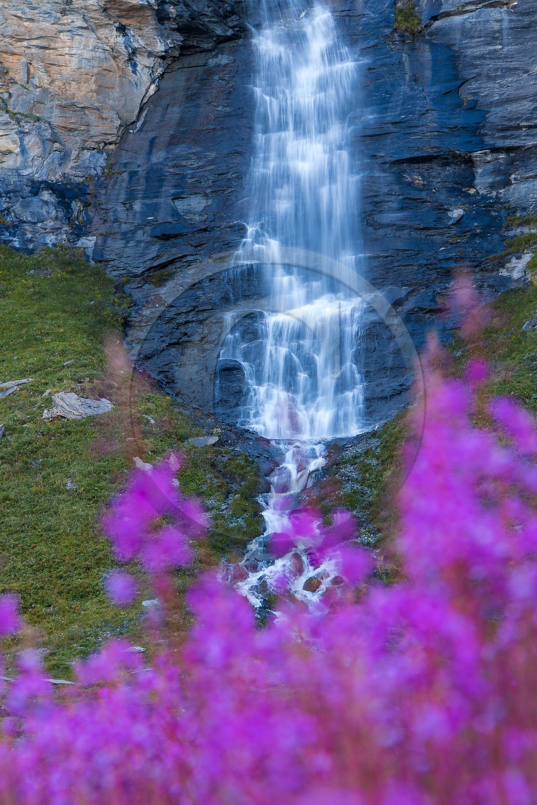 cascade du Vallon et épilobes en épis cascade du Vallon et épilobes en épis
