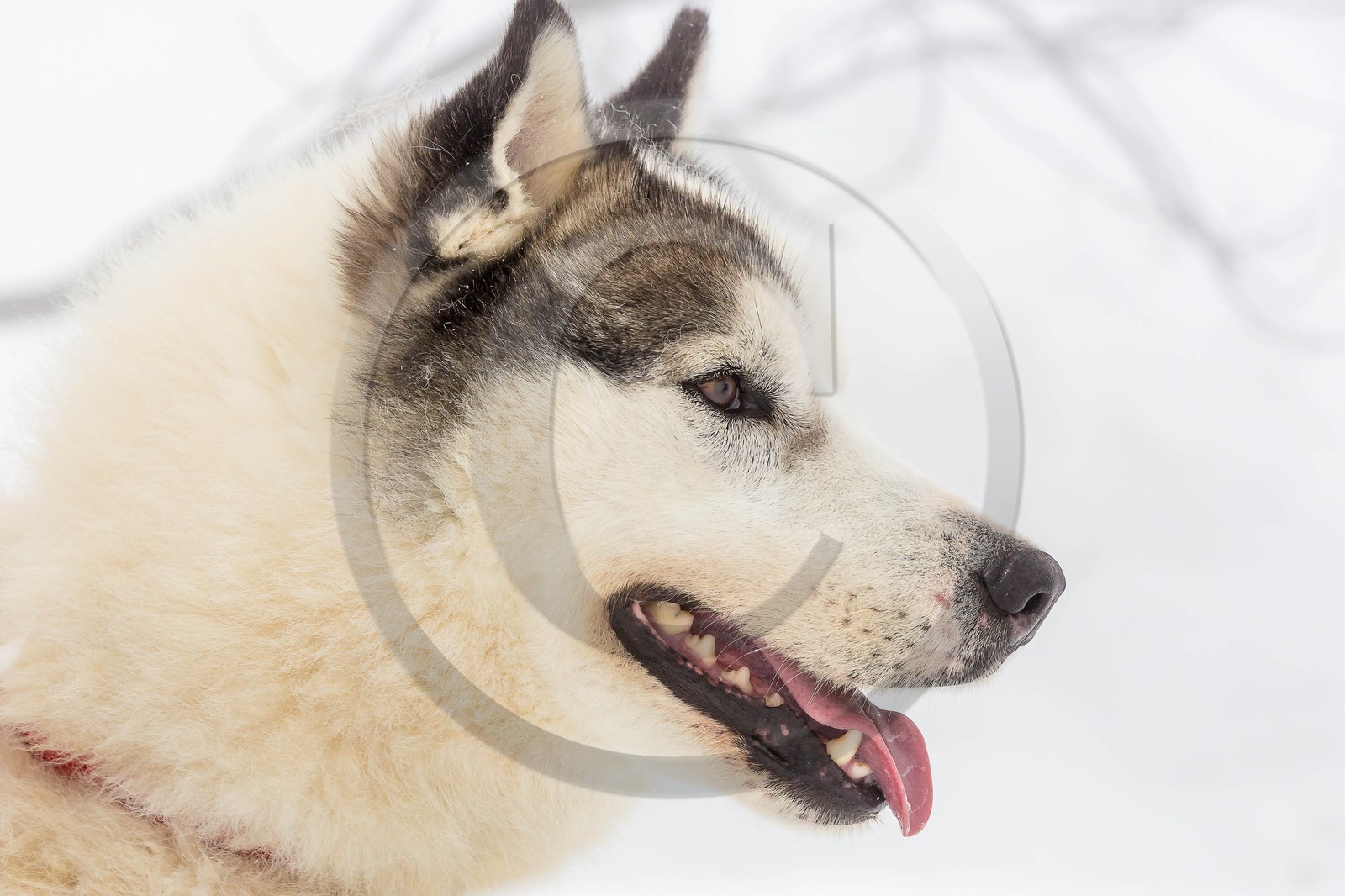 Pays de Serre-Ponçon, Réallon, EdenGaia, chiens de traineau Pays de Serre-Ponçon, Réallon, EdenGaia, chiens de traineau