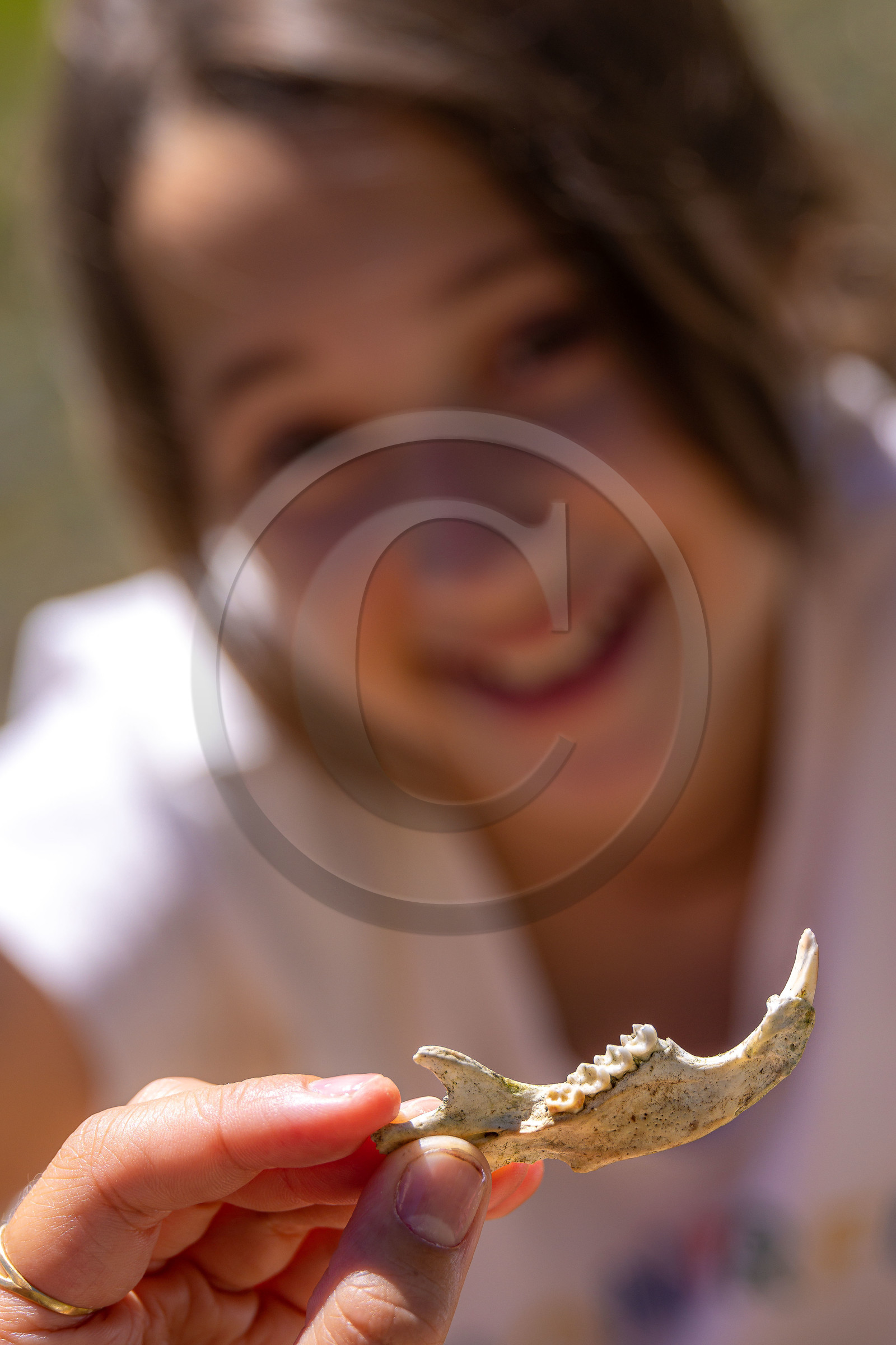 Machoire de marmotte