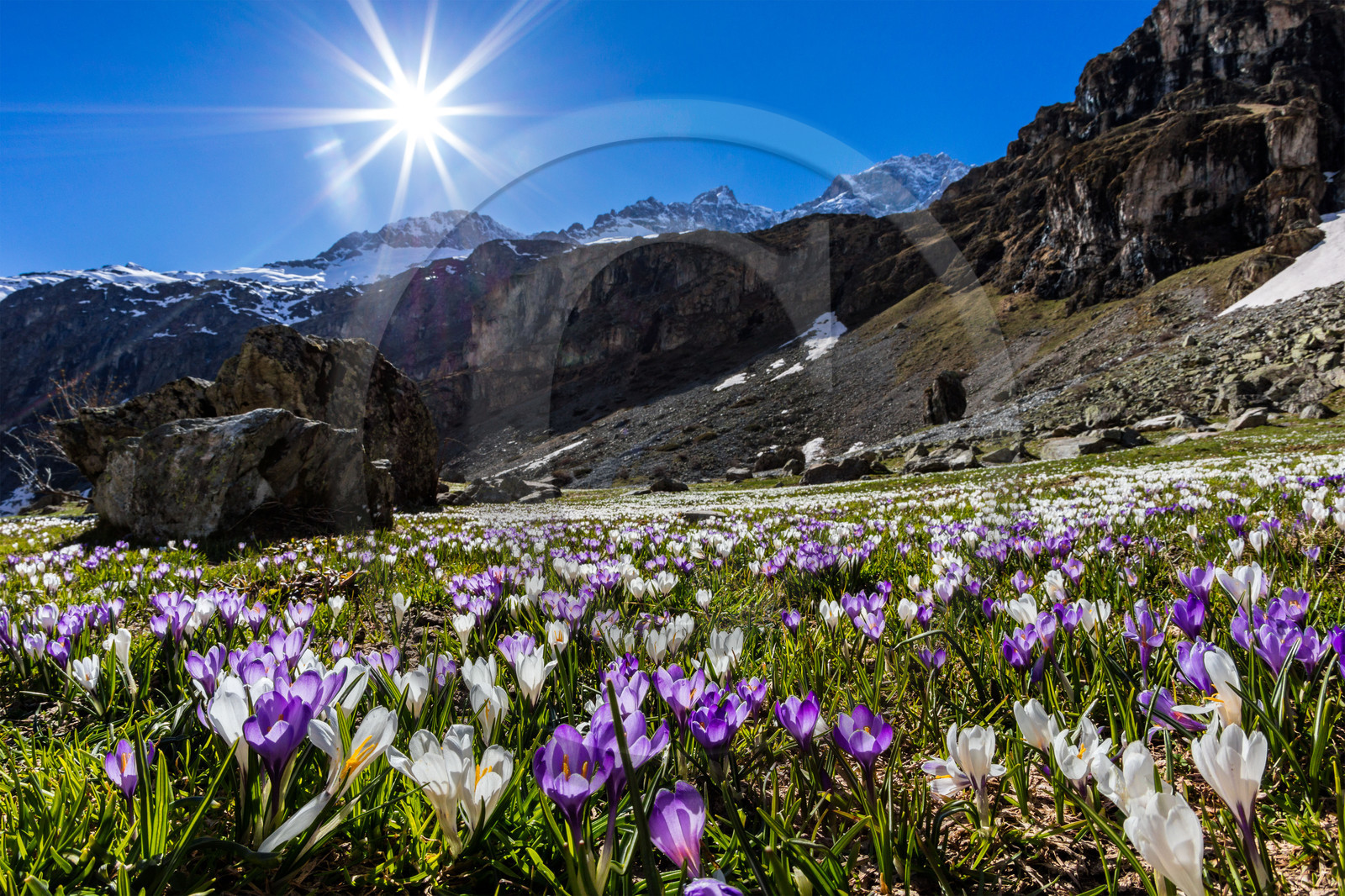 Crocus