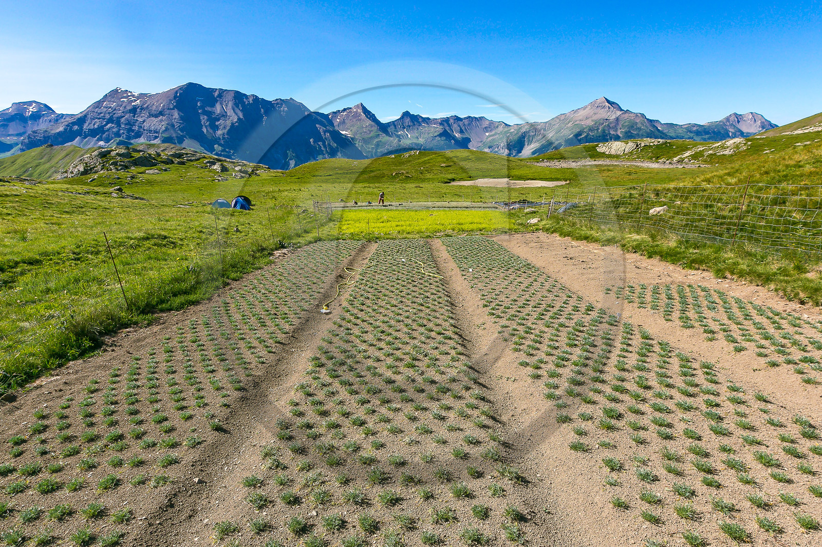 Bruno Gonnon, cultivateur de génépi bio Bruno Gonnon, cultivateur de génépi bio