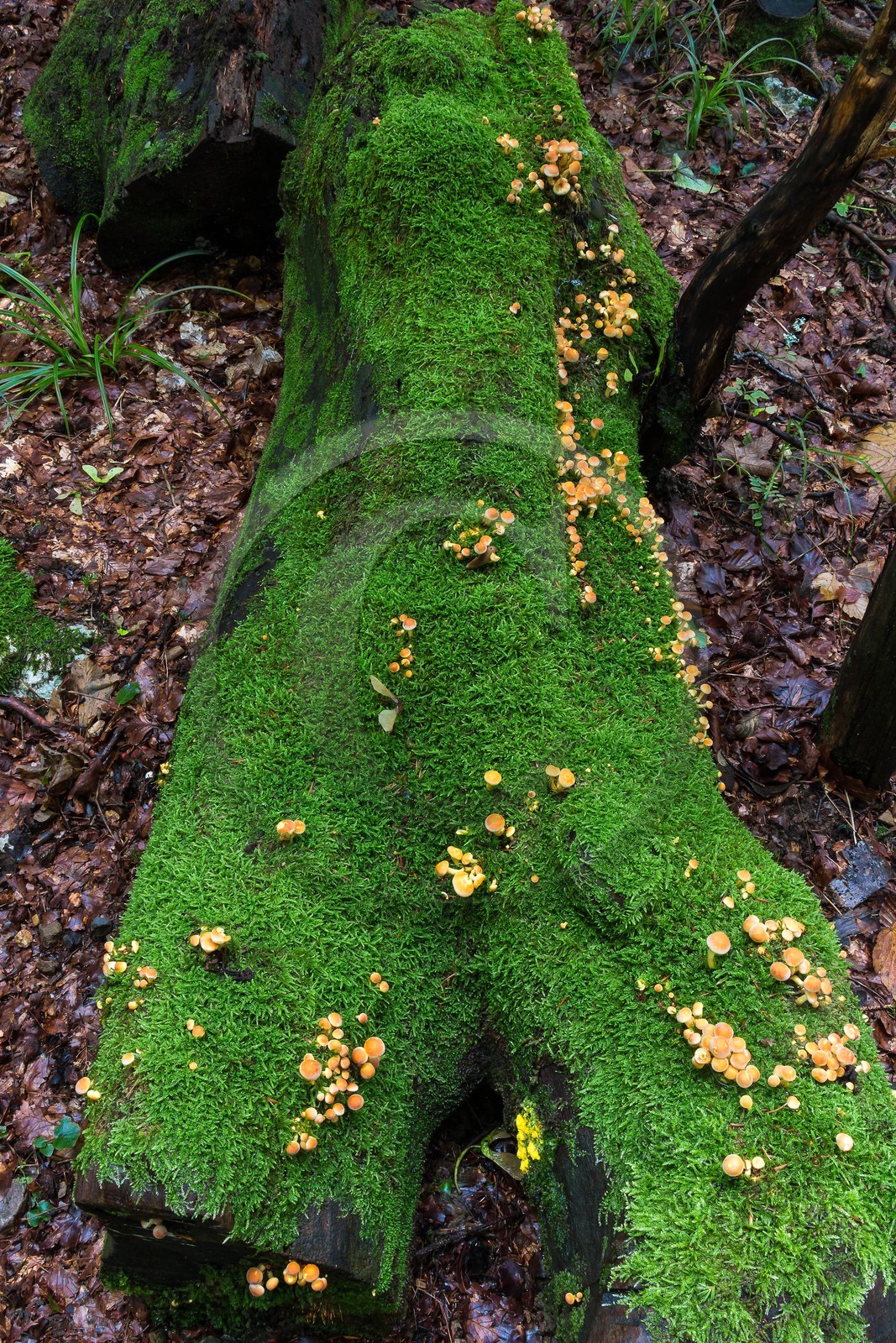 ENS de l'Isère, Les Ecouges