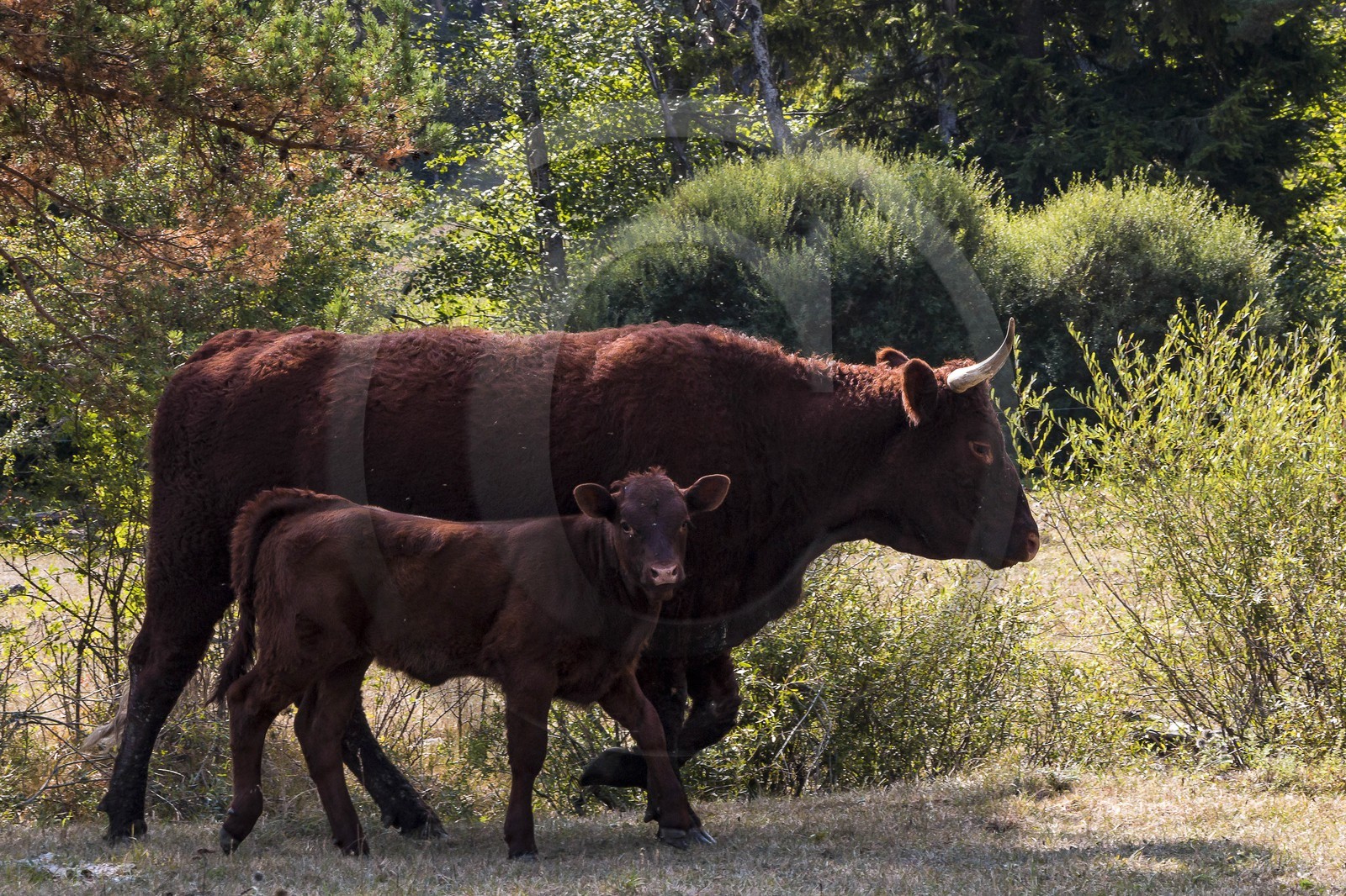 Valderoure, Stéphane et Valérie Maillard Valderoure, Stéphane et Valérie Maillard