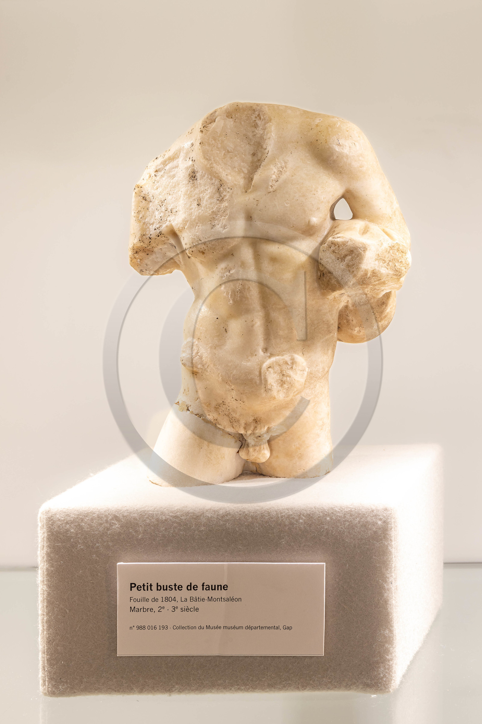 Musée Muséum départemental des Hautes-Alpes, Petit buste de faune