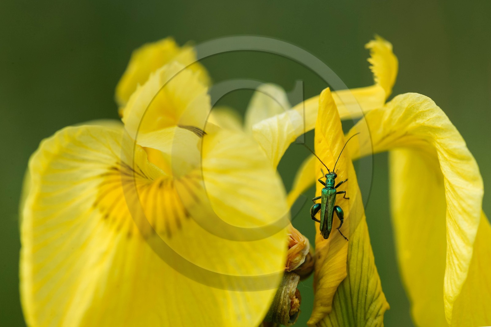 Iris des marais, iris faux acore ou iris jaune, Iris pseudacorus