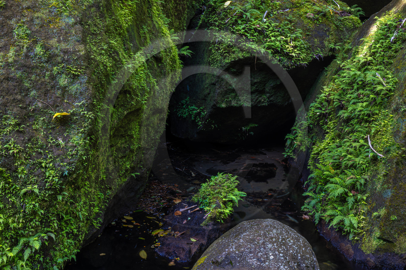 Forêt tropicale, Parc national de la Guadeloupe Forêt tropicale, Parc national de la Guadeloupe