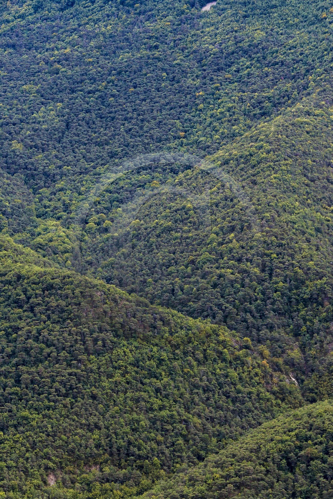 Sigale, forêt domaniale du Cheiron