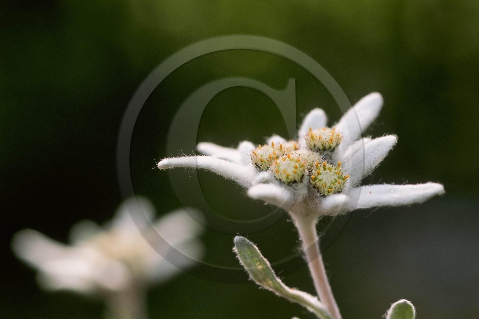 Edelweiss, Leontopodium alpinum Edelweiss, Leontopodium alpinum