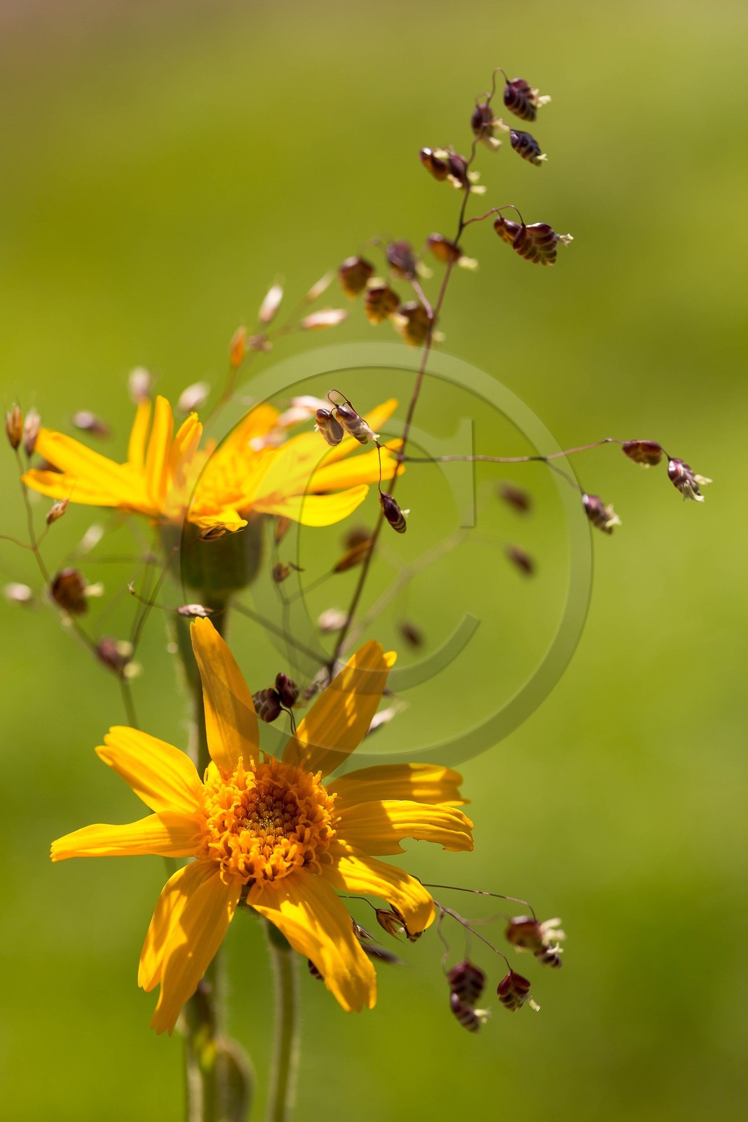 Arnica des montagnes, Arnica montana