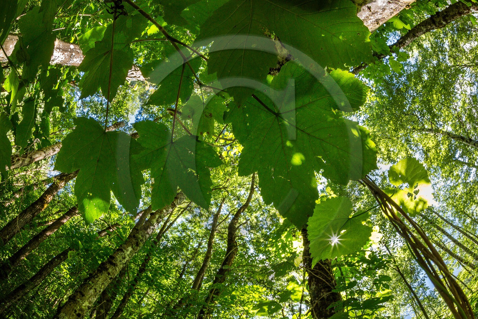 ENS de l'Isère, Vieille morte de Bourg d'Oisans ENS de l'Isère, Vieille morte de Bourg d'Oisans