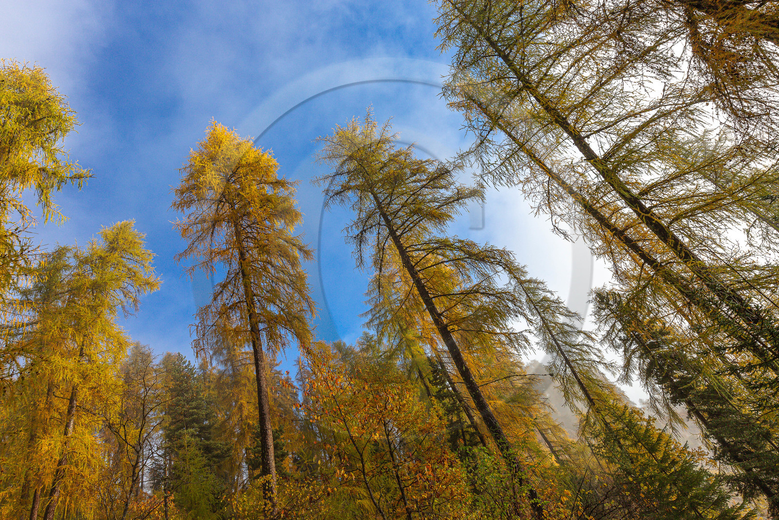 Mélézein à l'automne