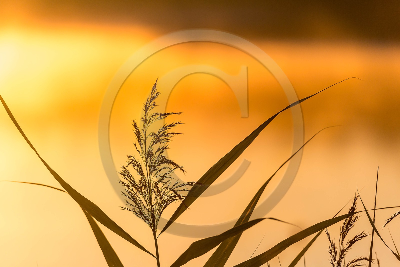 ENS de l'Isère, étang de Montjoux