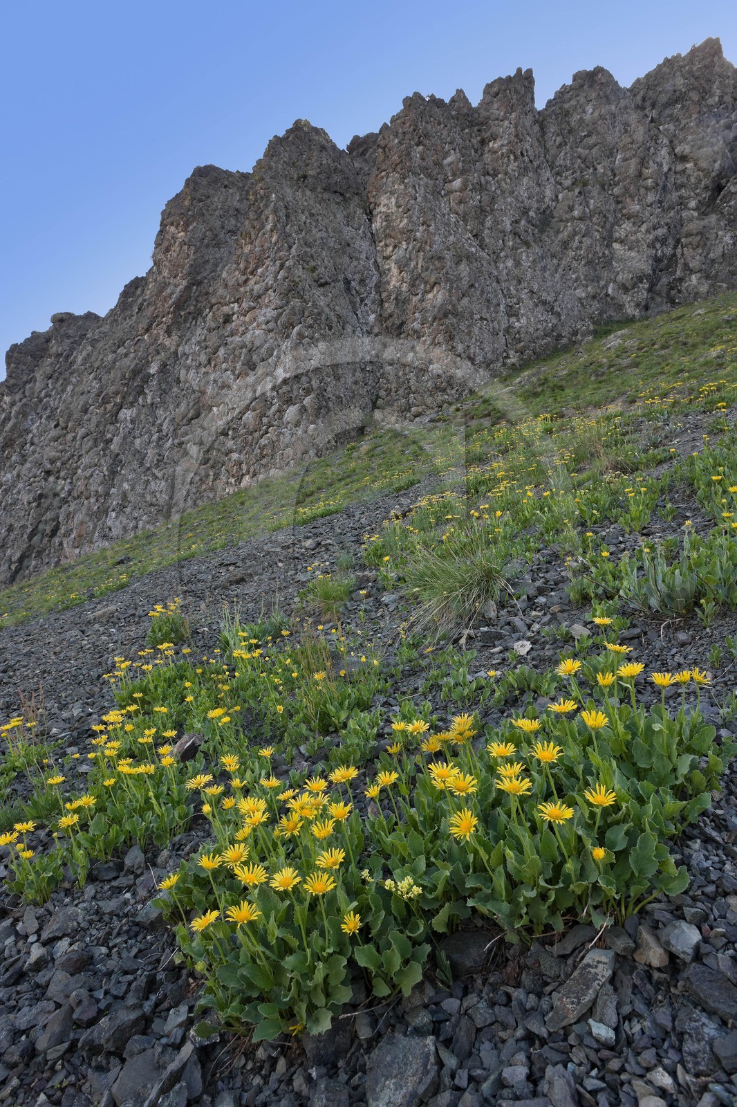 Doronic à grandes fleurs, Doronicum grandiflorum