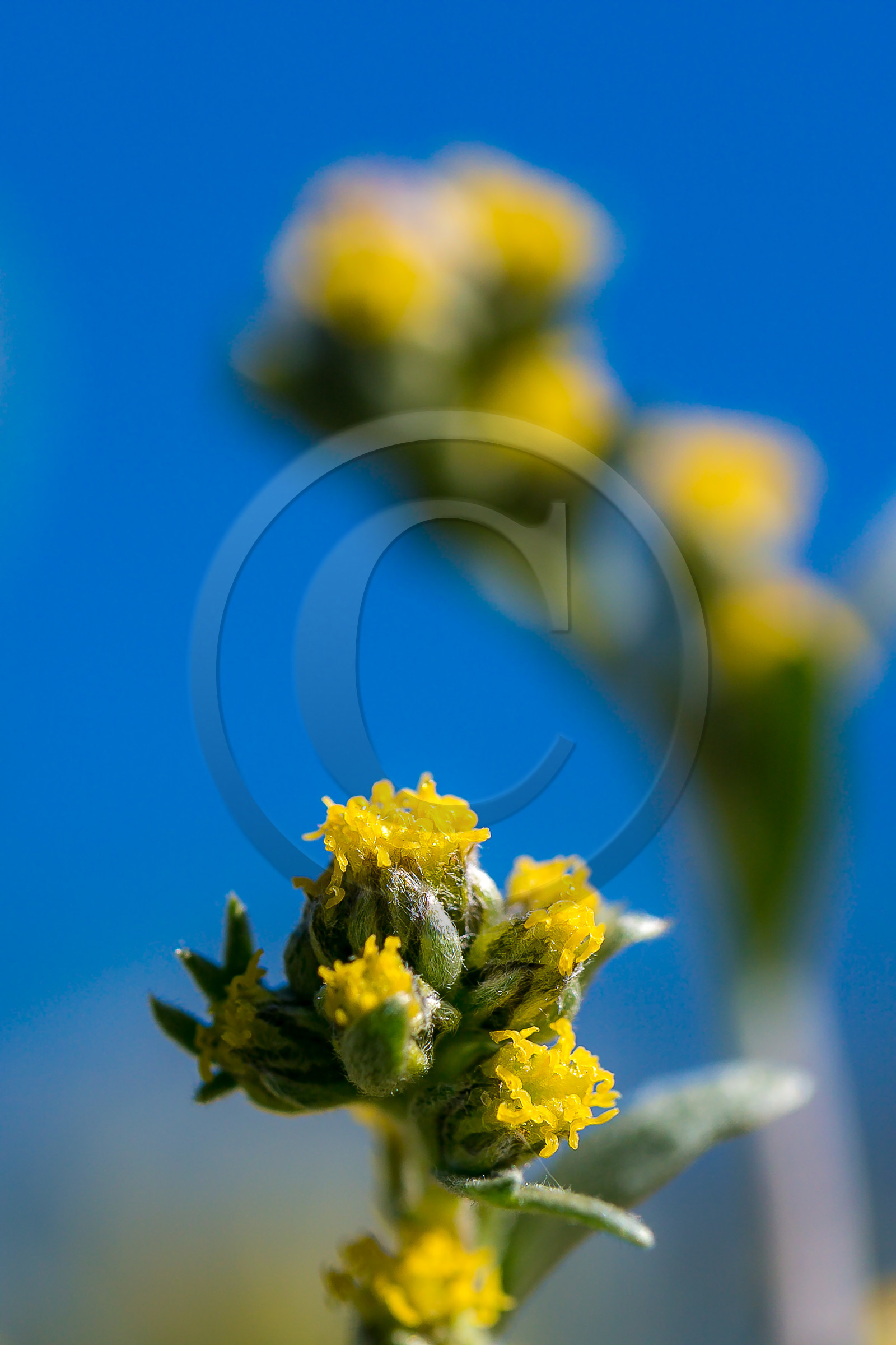 Bruno Gonnon, cultivateur de génépi bio Bruno Gonnon, cultivateur de génépi bio