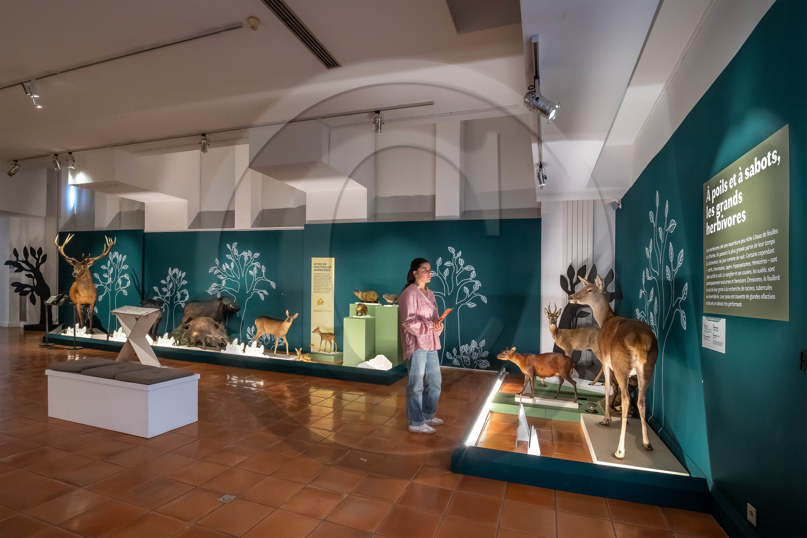 Musée Muséum départemental des Hautes-Alpes, Exposition Nuit