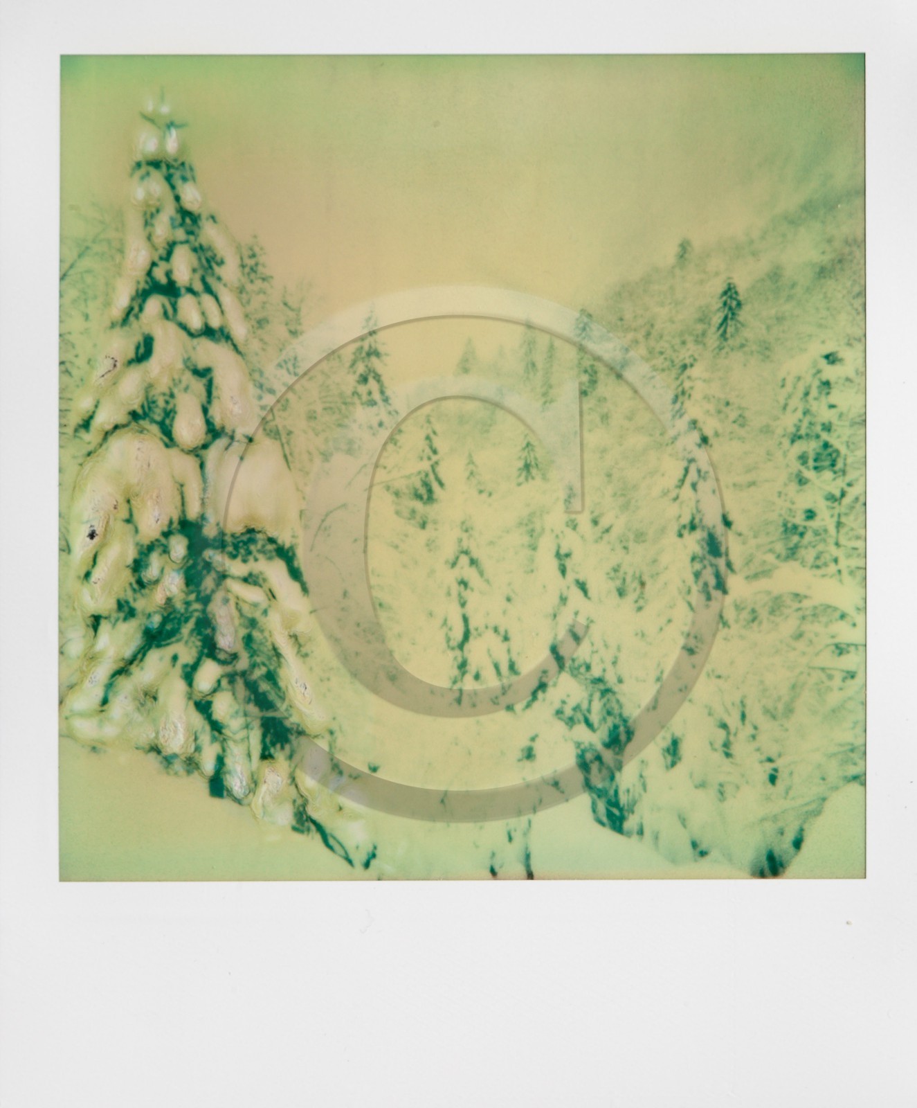 Exposition Arbres et petites forêts, éloge de la biodiversité Exposition Arbres et petites forêts, éloge de la biodiversité