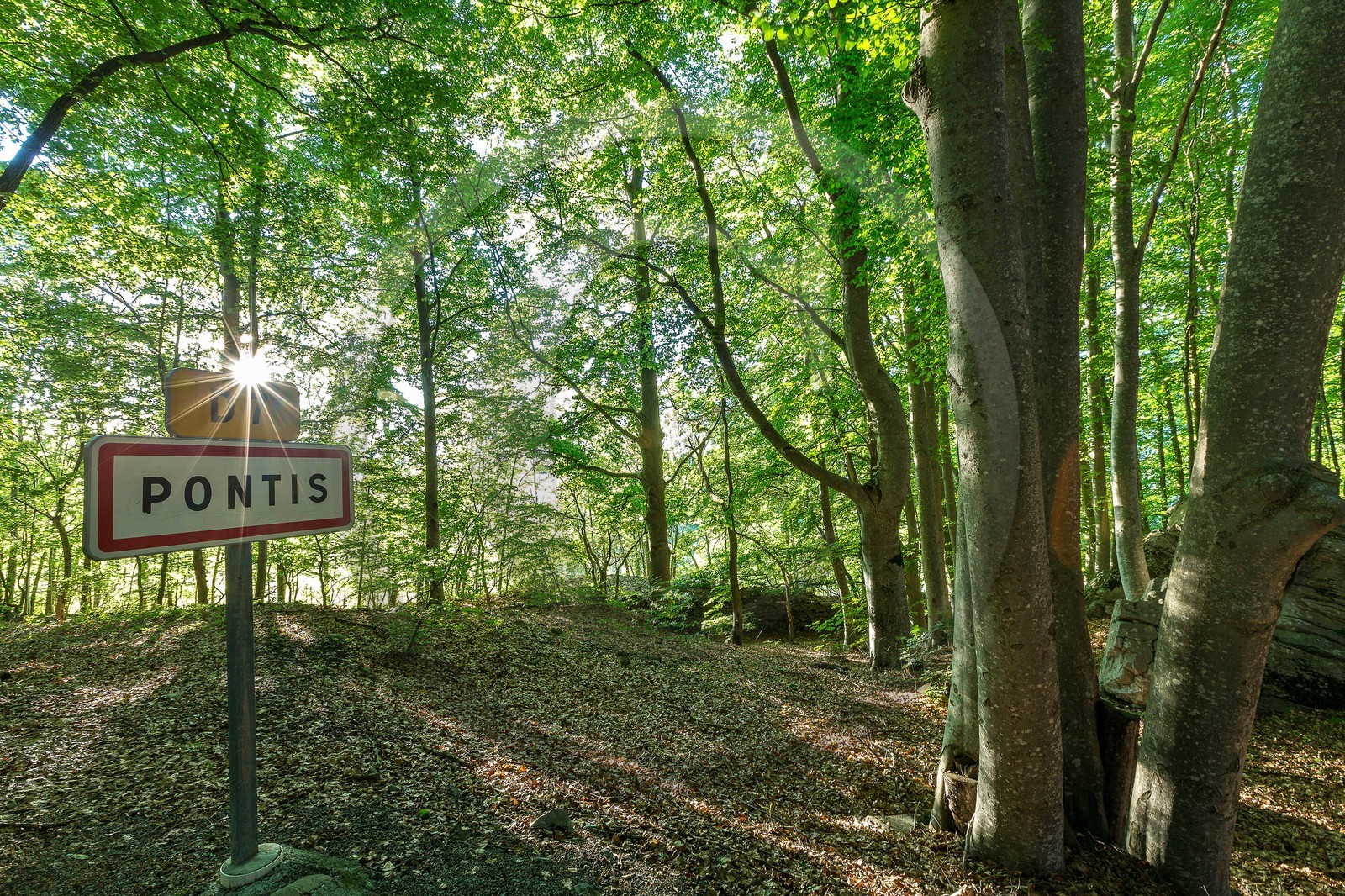 Alpes de Haute-Provence, hêtraie de Pontis Alpes de Haute-Provence, hêtraie de Pontis