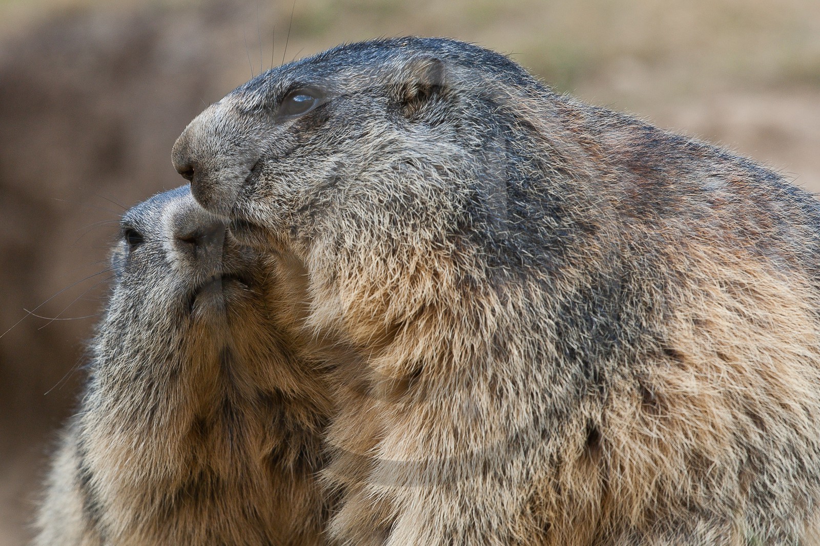 Marmotte des Alpes ( Marmota marmota ) Marmotte des Alpes ( Marmota marmota )
