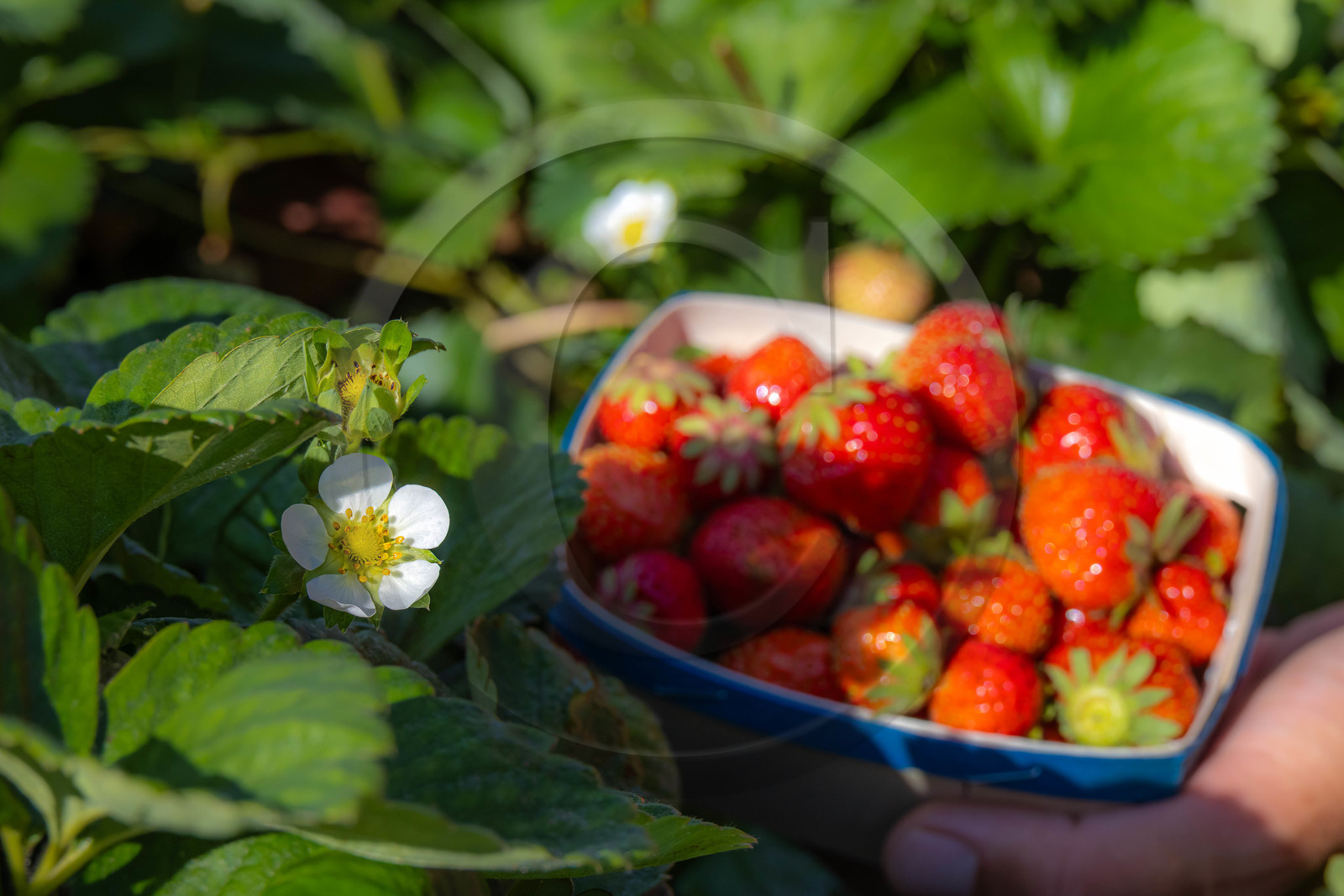 Ecrins de fruits, producteur de fruits rouges