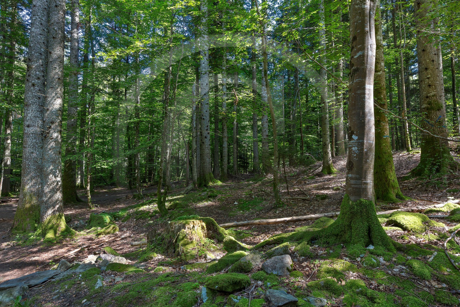ENS de l'Isère,Tourbières du Peuil ENS de l'Isère,Tourbières du Peuil