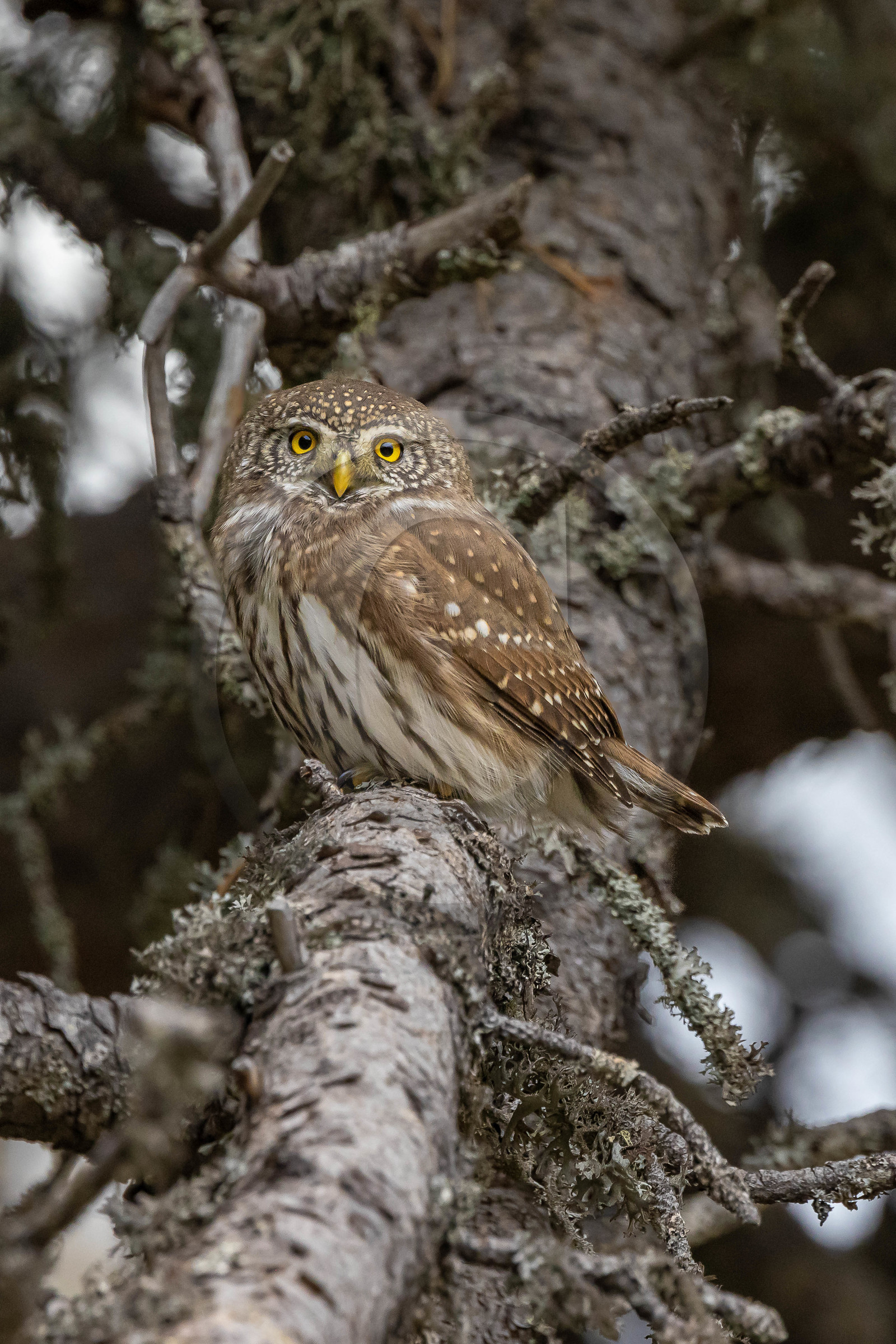 Chevêchette d'Europe, Glaucidium passerinum