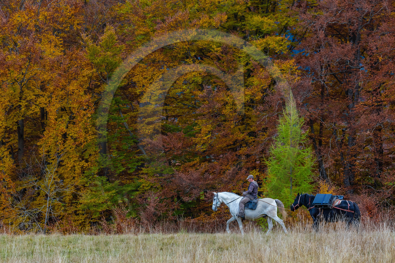 Film : La vallée des loups Film : La vallée des loups