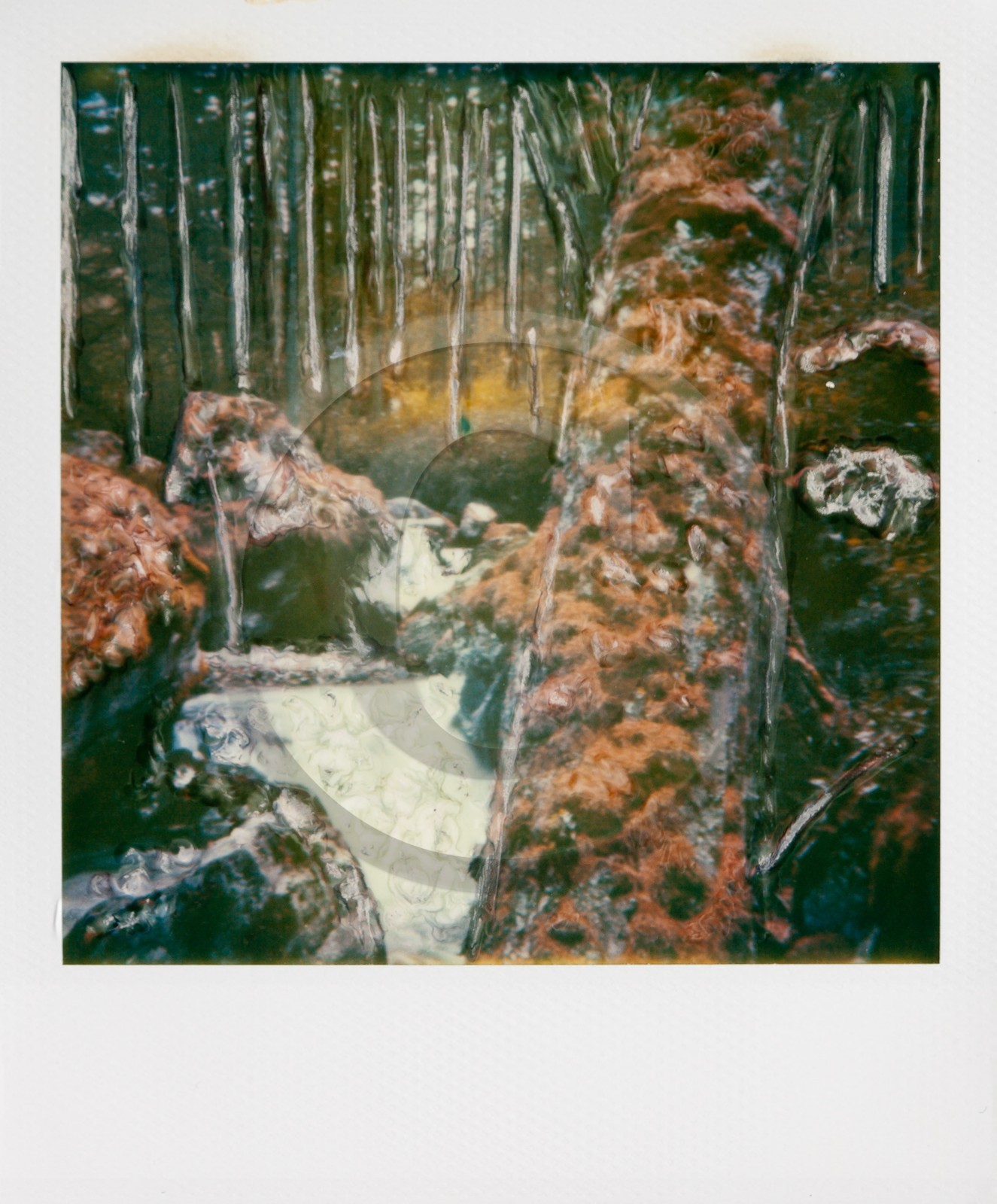 Exposition Arbres et petites forêts, éloge de la biodiversité Exposition Arbres et petites forêts, éloge de la biodiversité