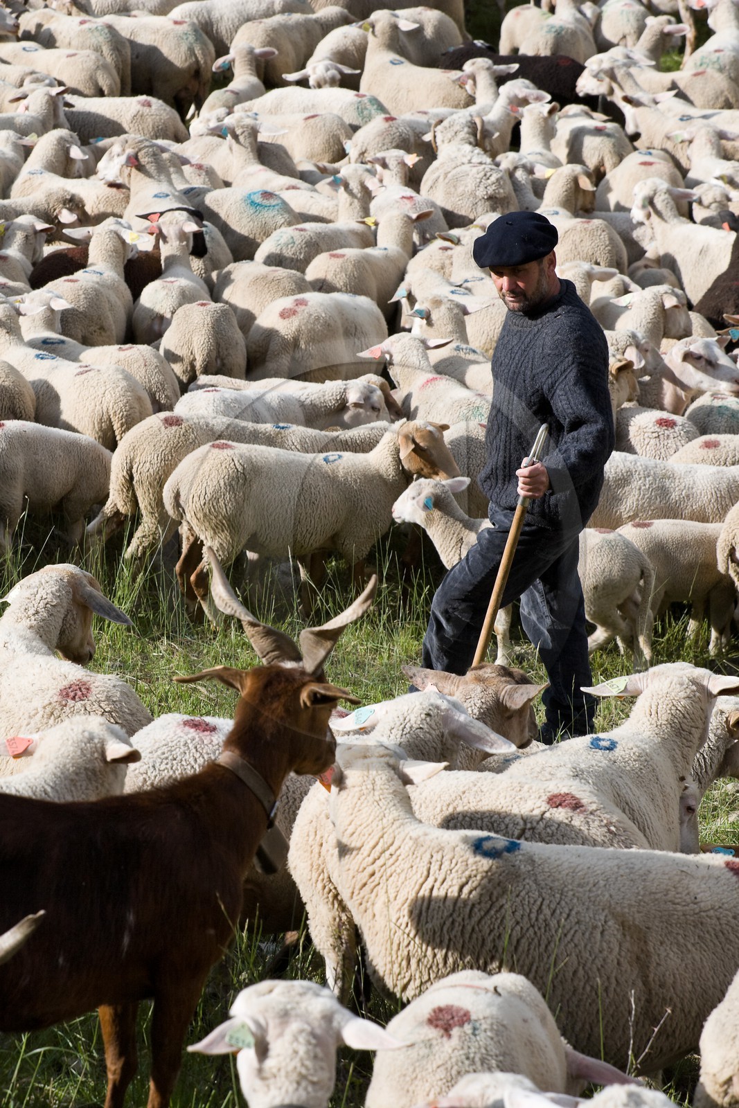 Pierre Barban, berger Pierre Barban, berger
