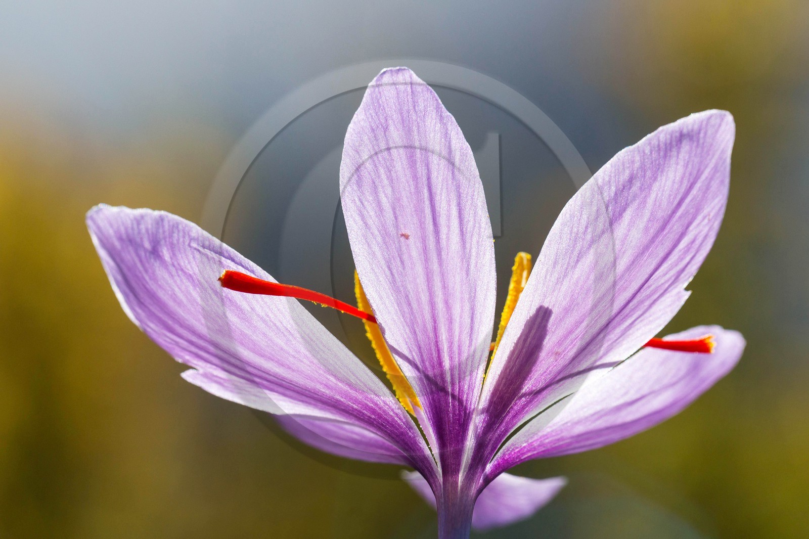 safran, le crocus sativus safran, le crocus sativus