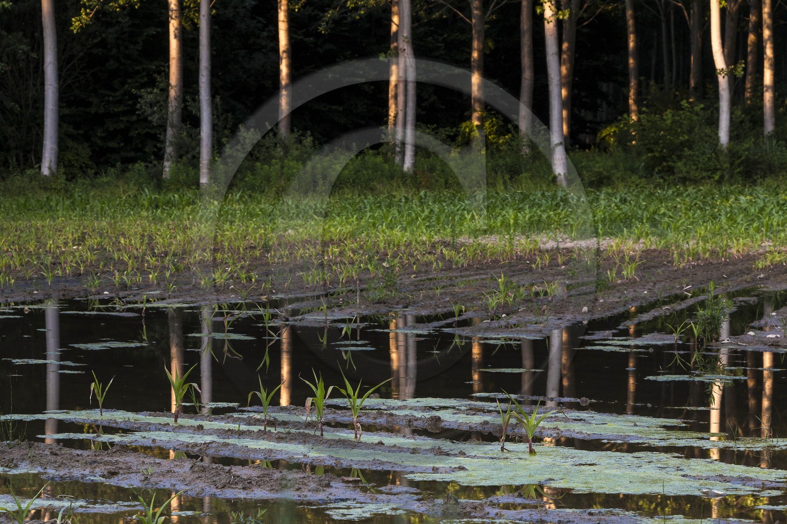 ENS de l'Isère, Prairies inondables de Pont-Évêque ENS de l'Isère, Prairies inondables de Pont-Évêque