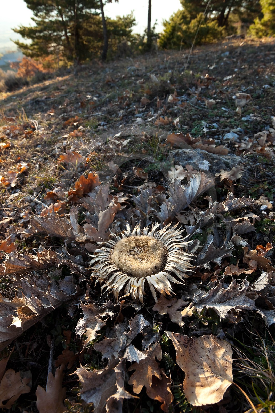 Carline à feuilles d'acanthe, Carlina acanthifolia Carline à feuilles d'acanthe, Carlina acanthifolia