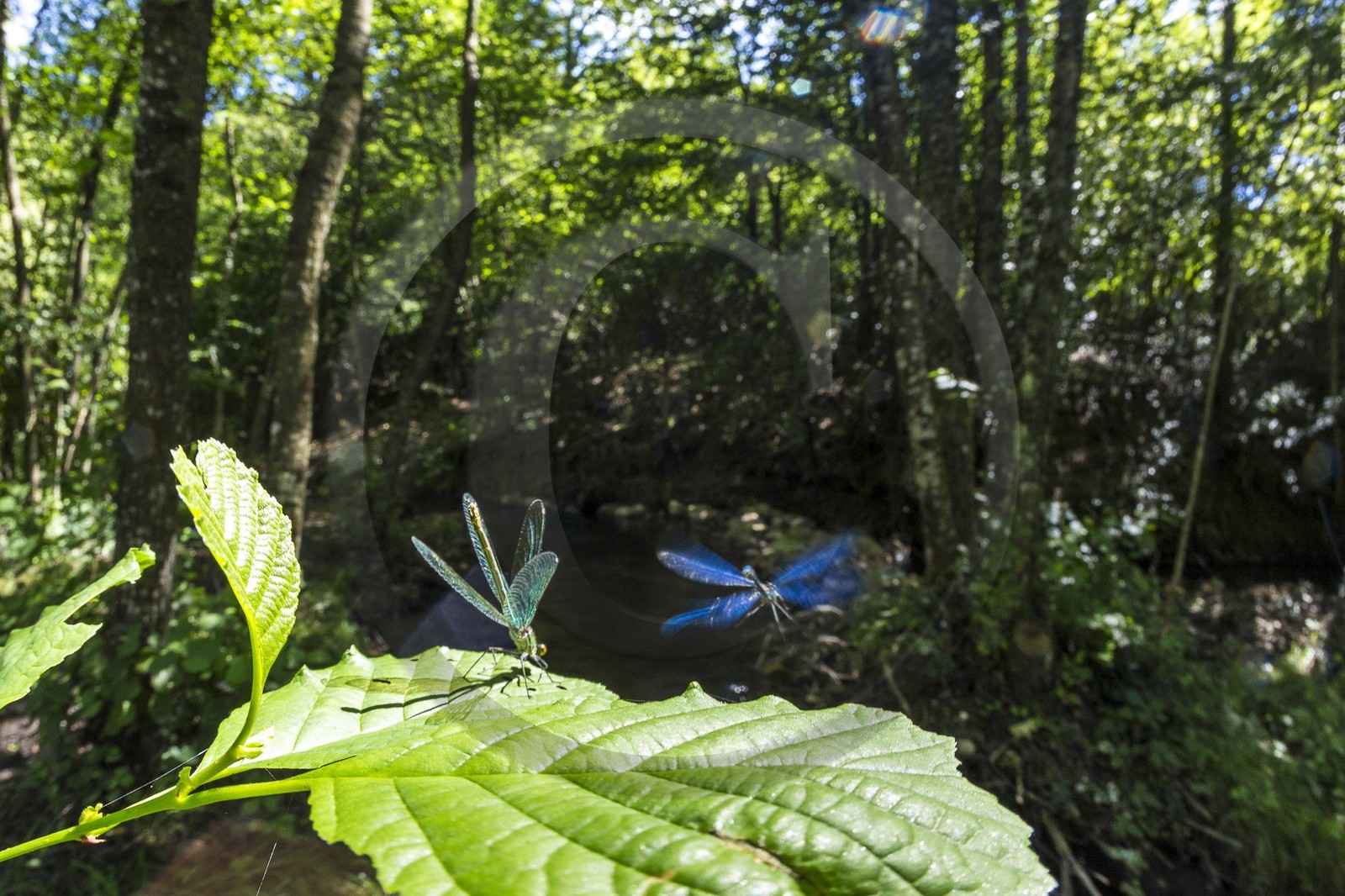 ENS de l'Isère, étang de Cote Manin ENS de l'Isère, étang de Cote Manin