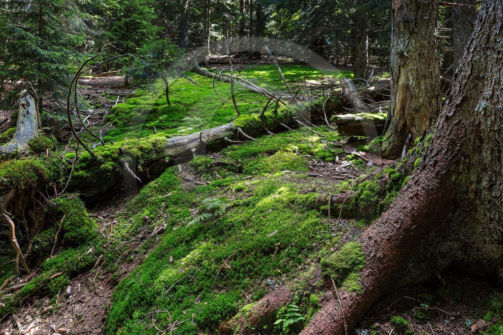 ENS de l'Isère, Plateau de la Molière et du Sornin