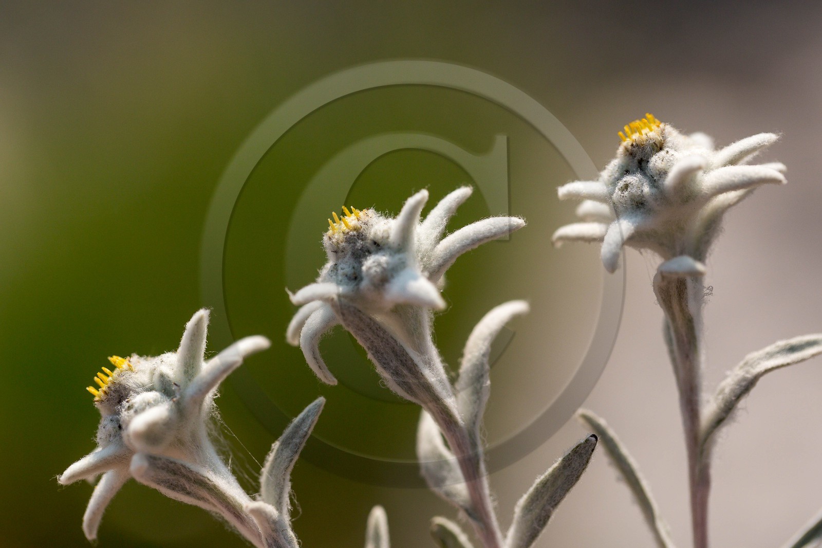 Edelweiss, Leontopodium alpinum Edelweiss, Leontopodium alpinum
