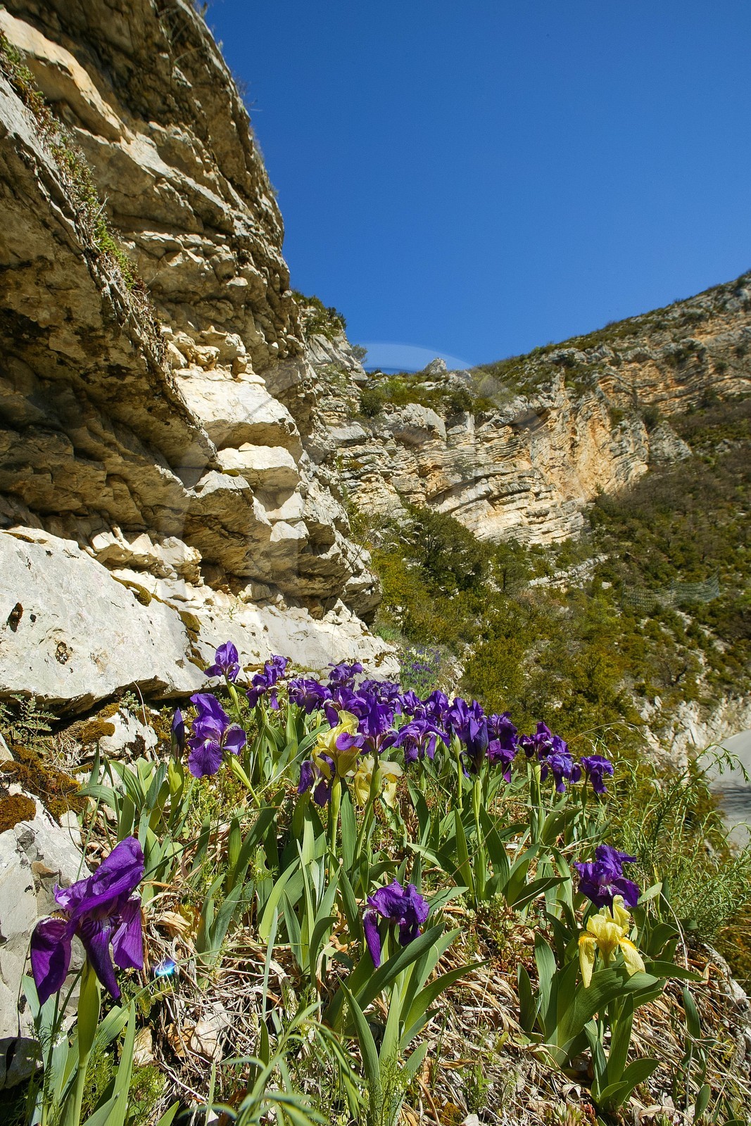 Iris des garrigues, l'iris jaunâtre ou l'iris nain, Iris lutescens