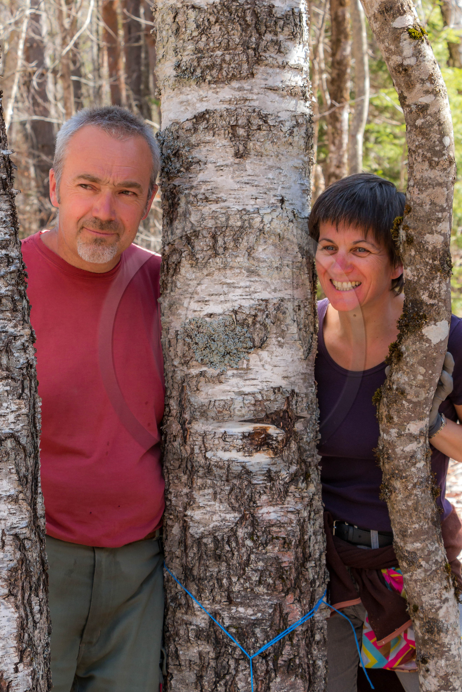 Récolte de sève de bouleau Récolte de sève de bouleau