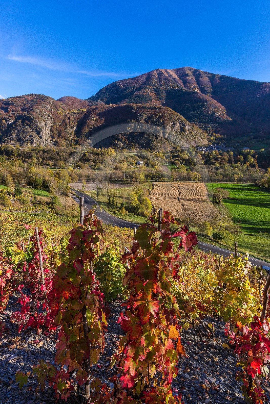 Valbonnais, Les Angelas, les vignes de Blanc-Marquis